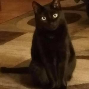 Meet your Posher, Donna